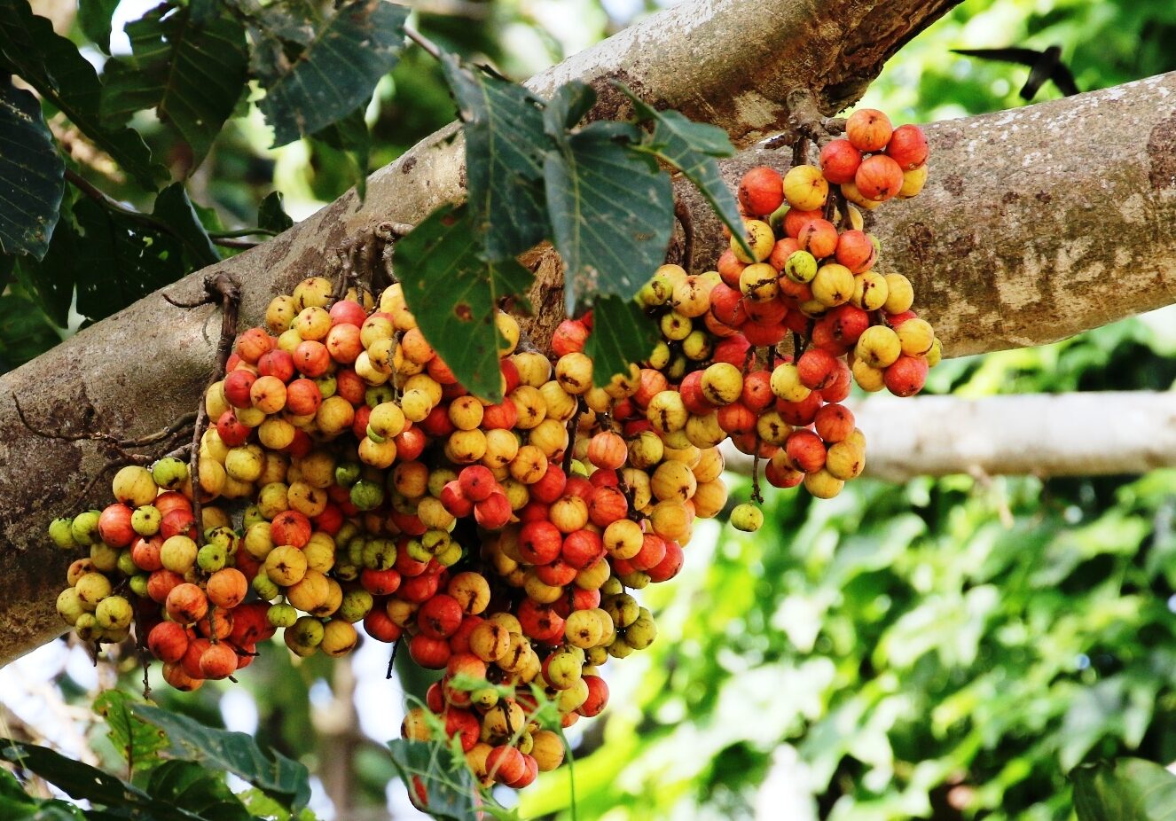 Ficus racemosa - Cluster Fig, Indian Fig Tree, Goolar Fig, Red River Fig - Image 13