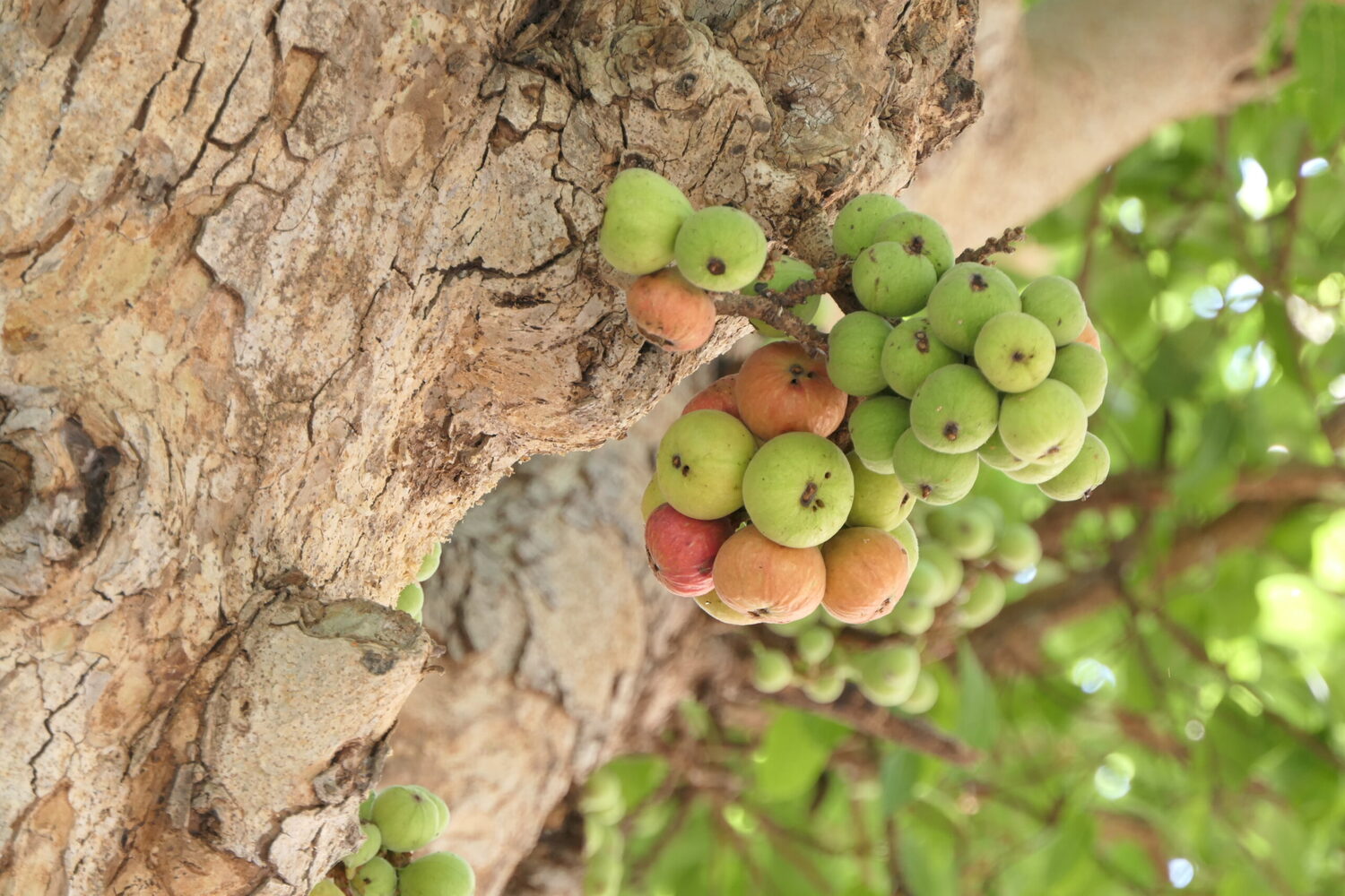 Ficus racemosa - Cluster Fig, Indian Fig Tree, Goolar Fig, Red River Fig - Image 15