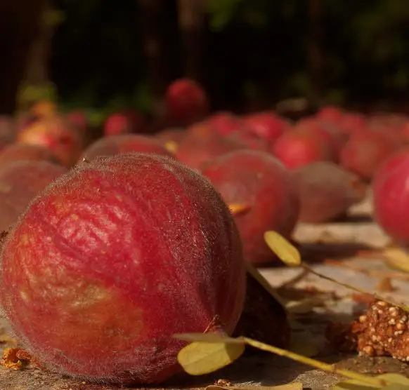 Ficus religiosa - Sacred Fig, Peepal Tree, Pipul Tree, Bodhi Tree, Buddha Tree - Image 4