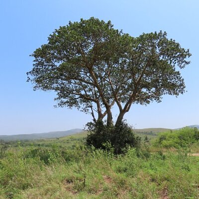 Ficus sycomorus - Sycomore Fig