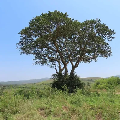 Ficus sycomorus - Sycomore Fig