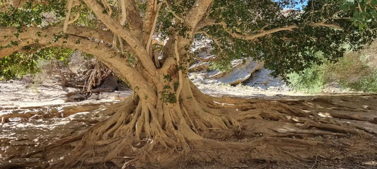 Ficus sycomorus - Sycomore Fig - Image 5