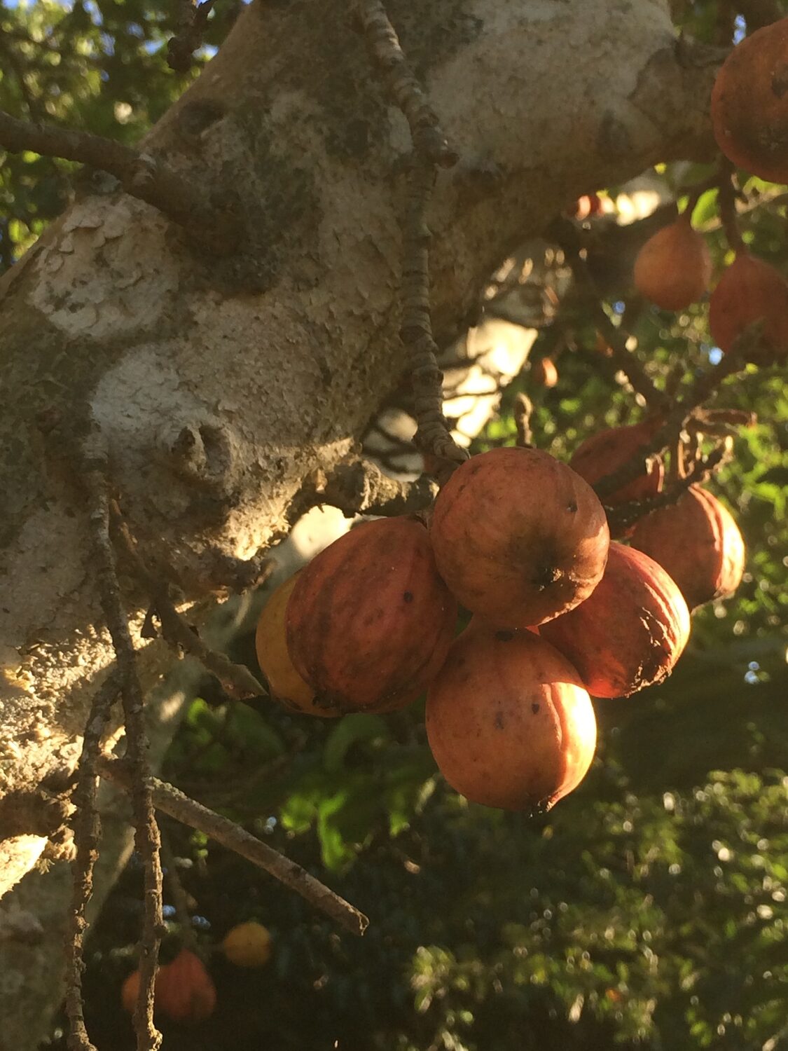 Ficus sycomorus - Sycomore Fig - Image 8
