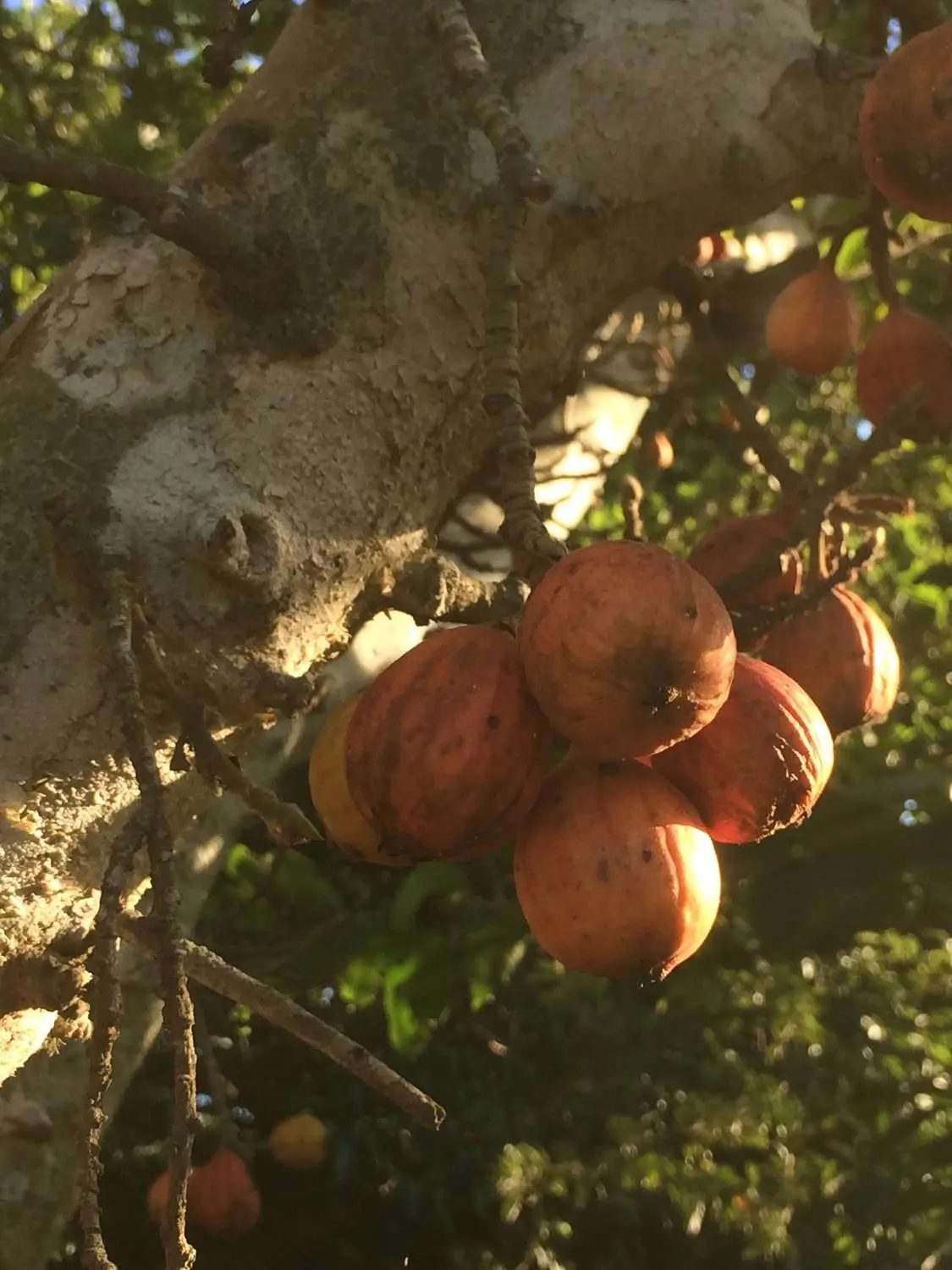 Ficus sycomorus - Sycomore Fig - Image 8