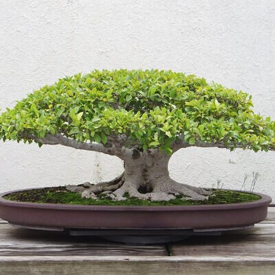 Ficus virens - White Fig