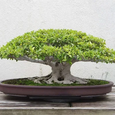 Ficus virens - White Fig