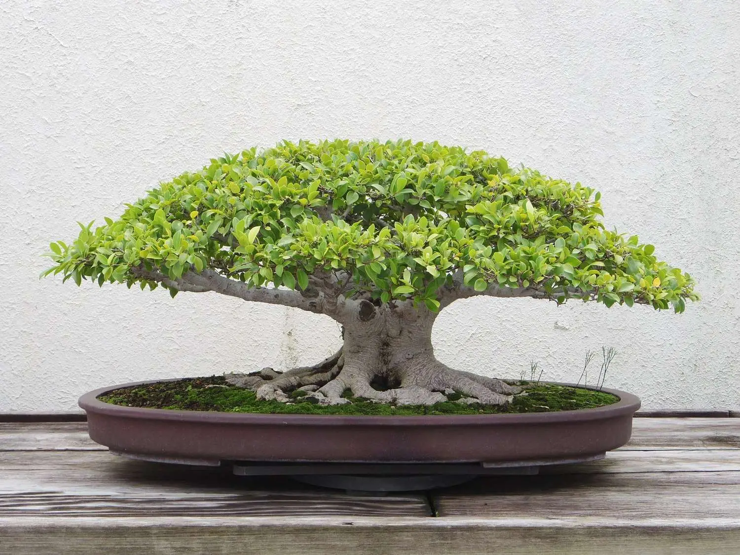 Ficus virens - White Fig