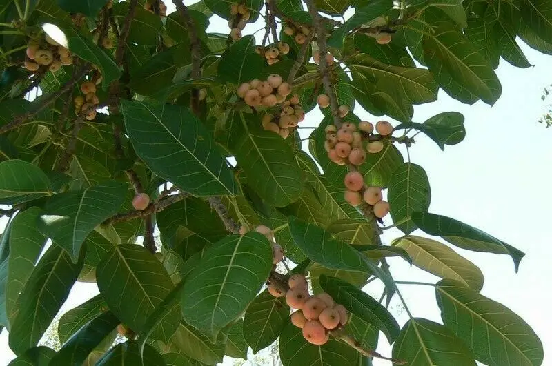 Ficus virens - White Fig - Image 2