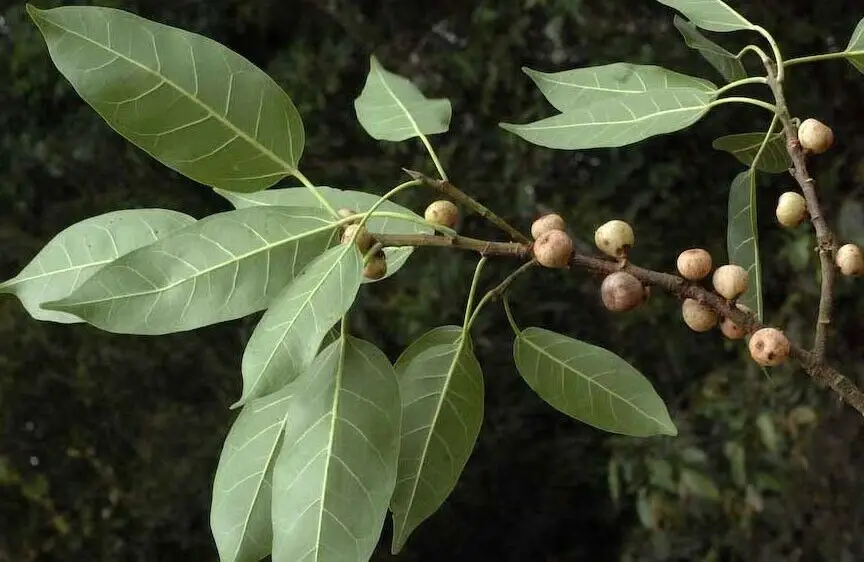 Ficus virens - White Fig - Image 8
