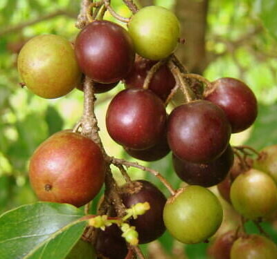 Flacourtia indica - Governor s Plum