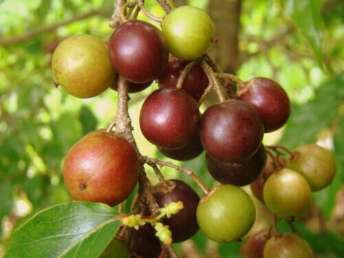 Flacourtia indica - Governor s Plum