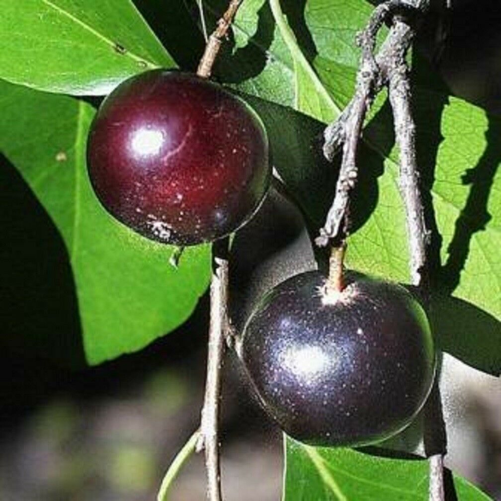 Flacourtia indica - Governor s Plum - Image 2