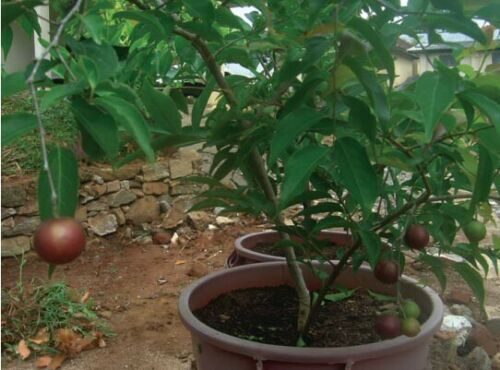 Flacourtia indica - Governor s Plum - Image 6