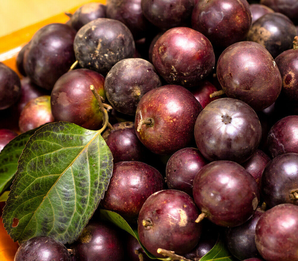 Flacourtia indica - Governor s Plum - Image 7