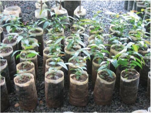 Flacourtia indica - Governor s Plum - Image 8