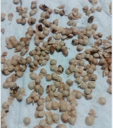 Flacourtia indica - Governor s Plum - Image 9