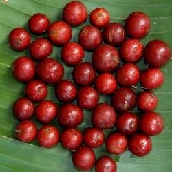 Flacourtia jangomas - Indian Coffee Plum, Runealma Plum - Image 2