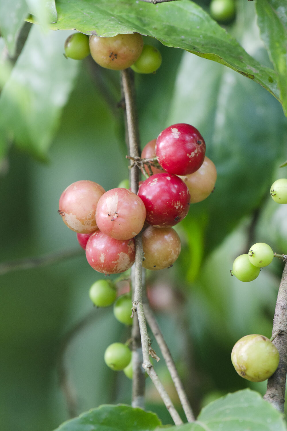 Flacourtia jangomas - Indian Coffee Plum, Runealma Plum - Image 3