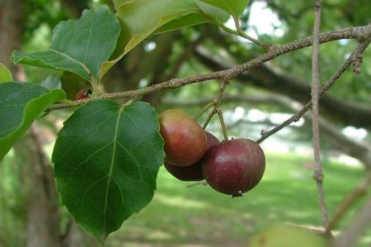 Flacourtia jangomas - Indian Coffee Plum, Runealma Plum - Image 4
