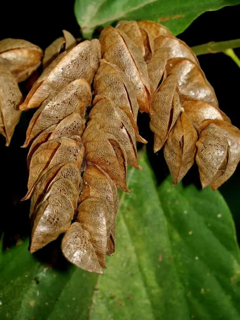 Flemingia strobilifera - Luck Plant, Wild Hops - Image 2