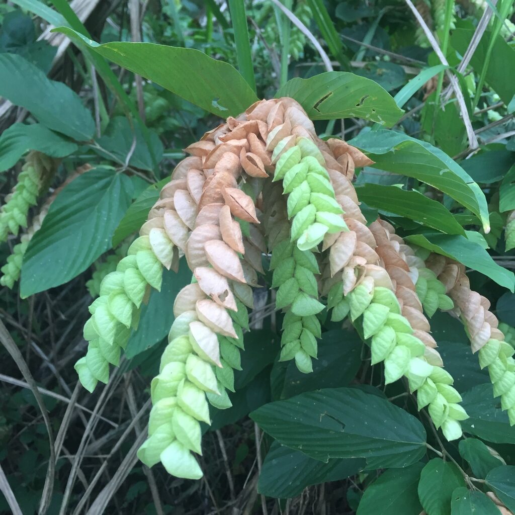 Flemingia strobilifera - Luck Plant, Wild Hops - Image 3