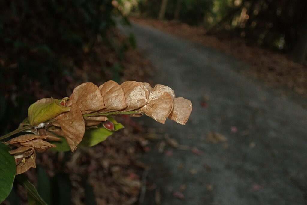 Flemingia strobilifera - Luck Plant, Wild Hops - Image 4