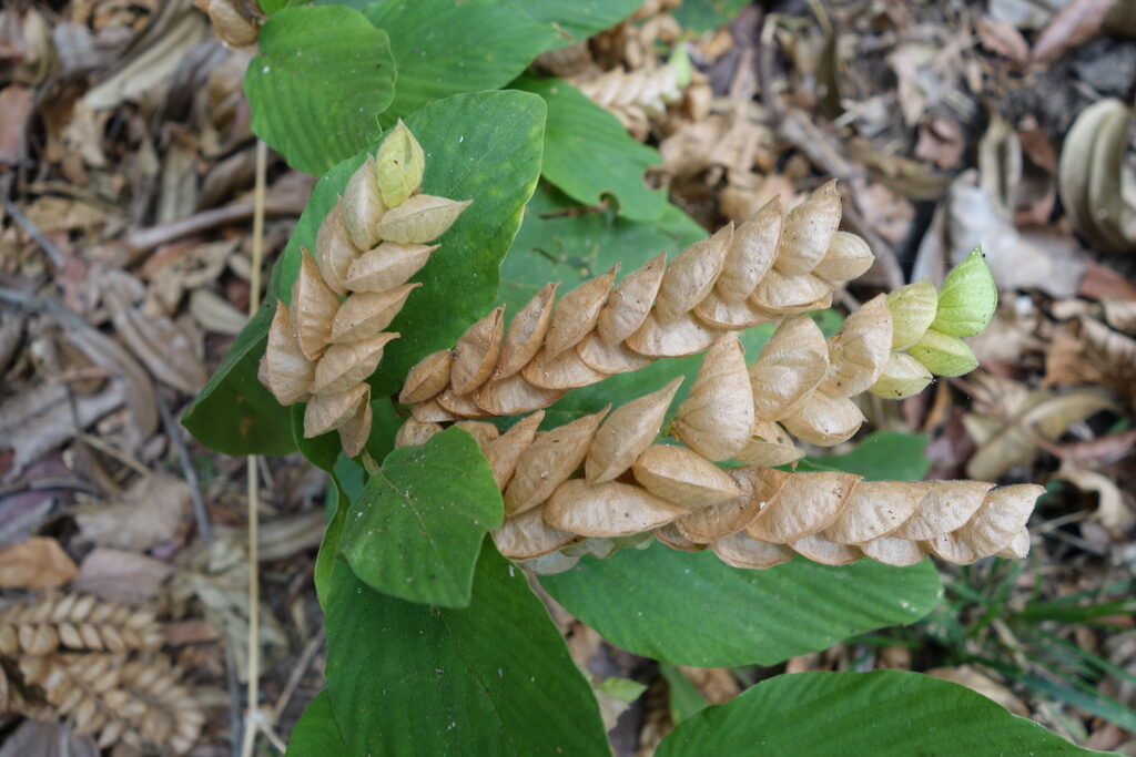 Flemingia strobilifera - Luck Plant, Wild Hops - Image 6