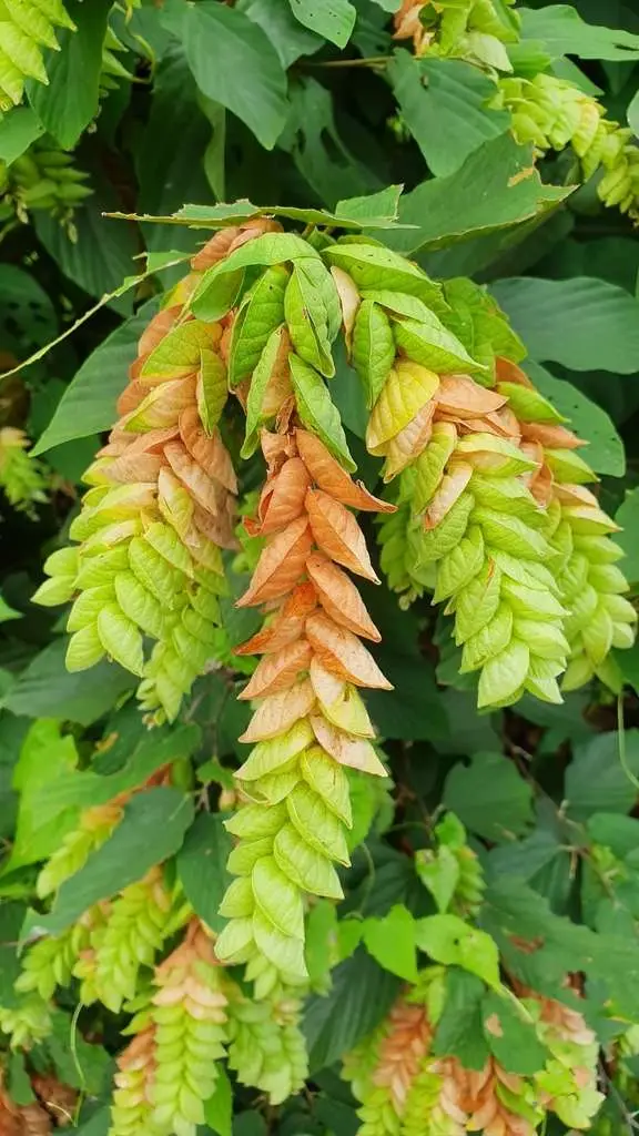 Flemingia strobilifera - Luck Plant, Wild Hops - Image 8