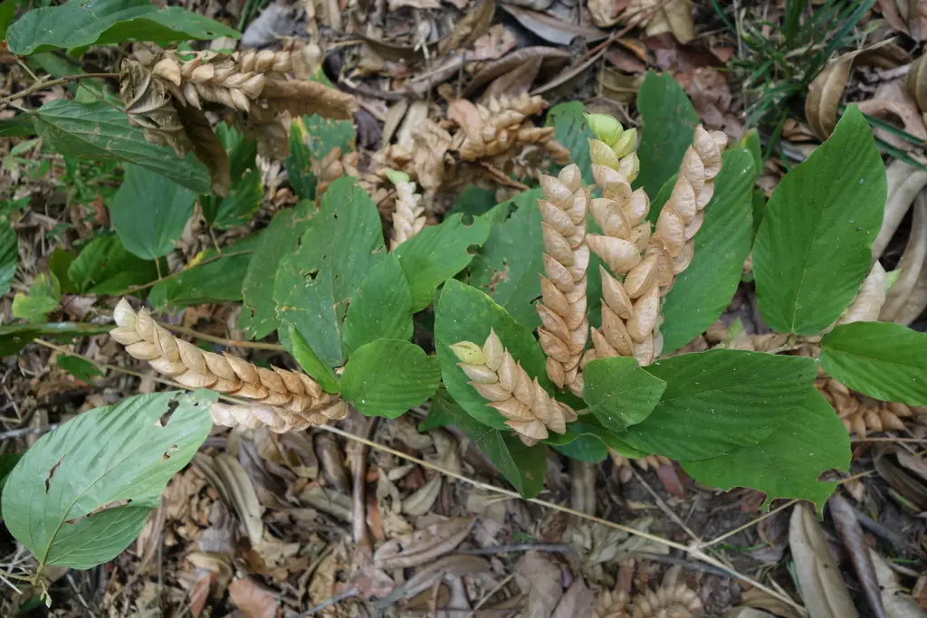 Flemingia strobilifera - Luck Plant, Wild Hops - Image 9