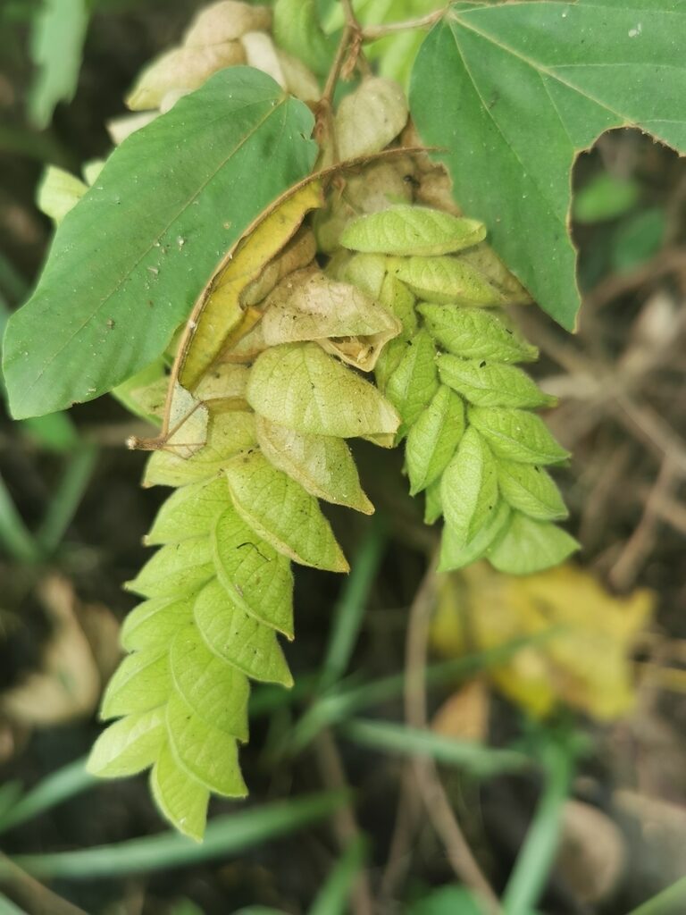 Flemingia strobilifera - Luck Plant, Wild Hops - Image 10