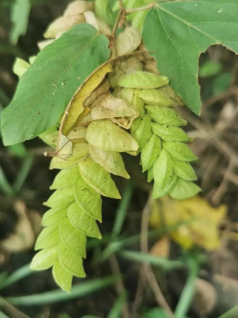 Flemingia strobilifera - Luck Plant, Wild Hops - Image 10