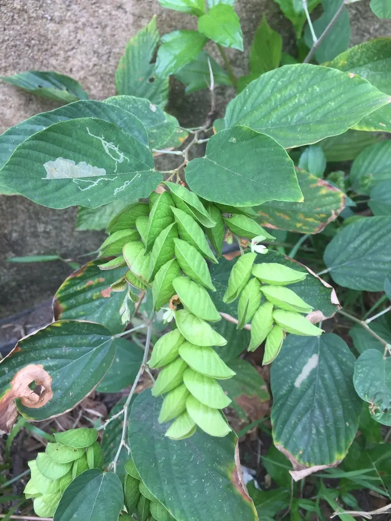 Flemingia strobilifera - Luck Plant, Wild Hops - Image 11