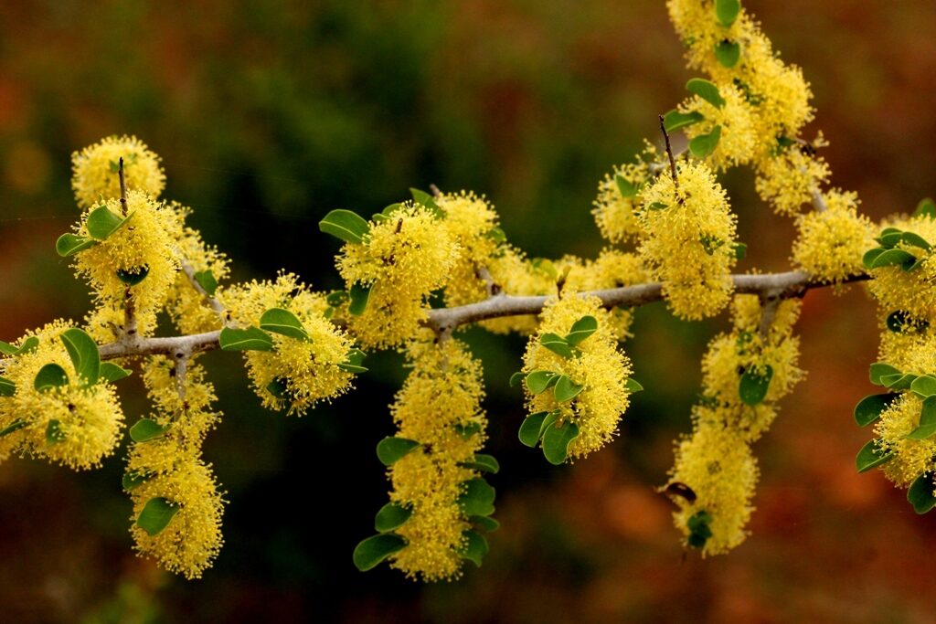 Flueggea leucopyrus / Securinega leucopyrus / Phyllanthus leucopyrus - Indian Snowberry, White Honey Shrub, Bushweed, Cool Pot, Thermacole Plant, Shivano