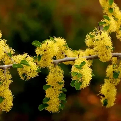 Flueggea leucopyrus / Securinega leucopyrus / Phyllanthus leucopyrus - Indian Snowberry, White Honey Shrub, Bushweed, Cool Pot, Thermacole Plant, Shivano