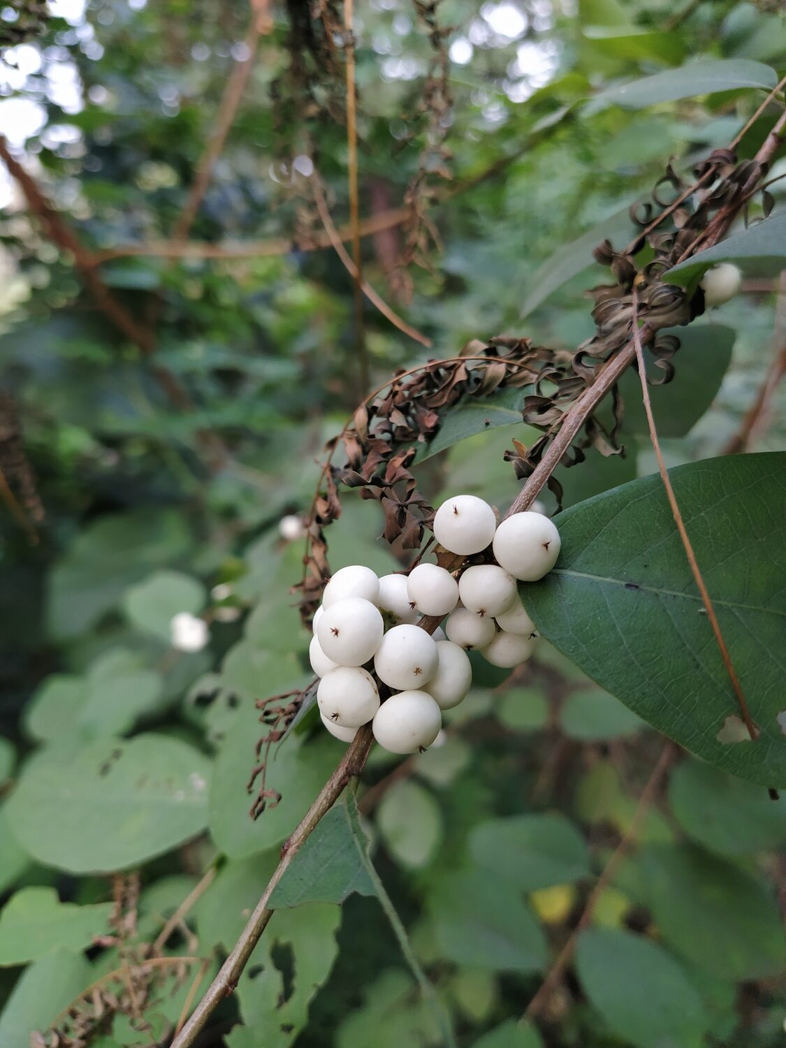 Flueggea leucopyrus / Securinega leucopyrus / Phyllanthus leucopyrus - Indian Snowberry, White Honey Shrub, Bushweed, Cool Pot, Thermacole Plant, Shivano - Image 2