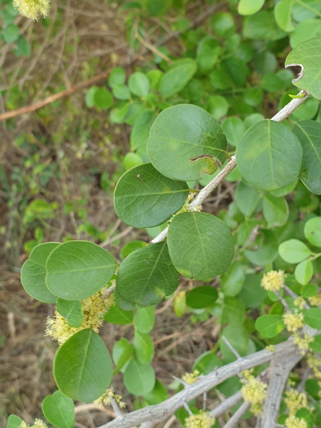 Flueggea leucopyrus / Securinega leucopyrus / Phyllanthus leucopyrus - Indian Snowberry, White Honey Shrub, Bushweed, Cool Pot, Thermacole Plant, Shivano - Image 5