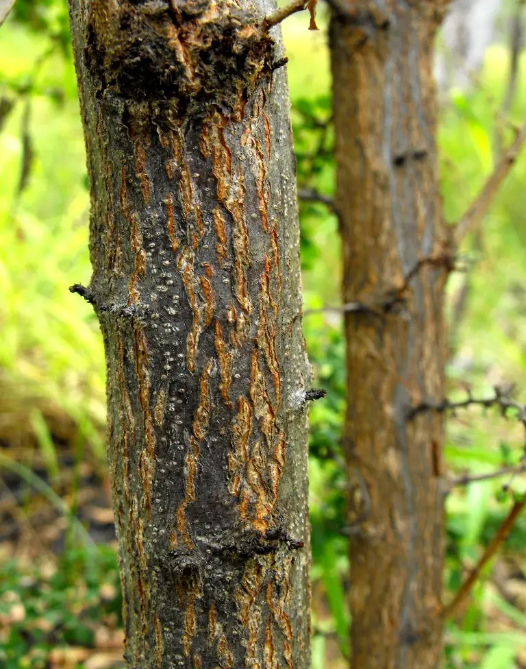 Flueggea leucopyrus / Securinega leucopyrus / Phyllanthus leucopyrus - Indian Snowberry, White Honey Shrub, Bushweed, Cool Pot, Thermacole Plant, Shivano - Image 7