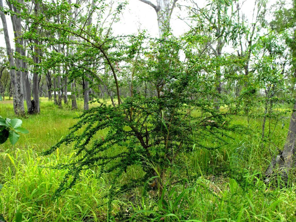 Flueggea leucopyrus / Securinega leucopyrus / Phyllanthus leucopyrus - Indian Snowberry, White Honey Shrub, Bushweed, Cool Pot, Thermacole Plant, Shivano - Image 9