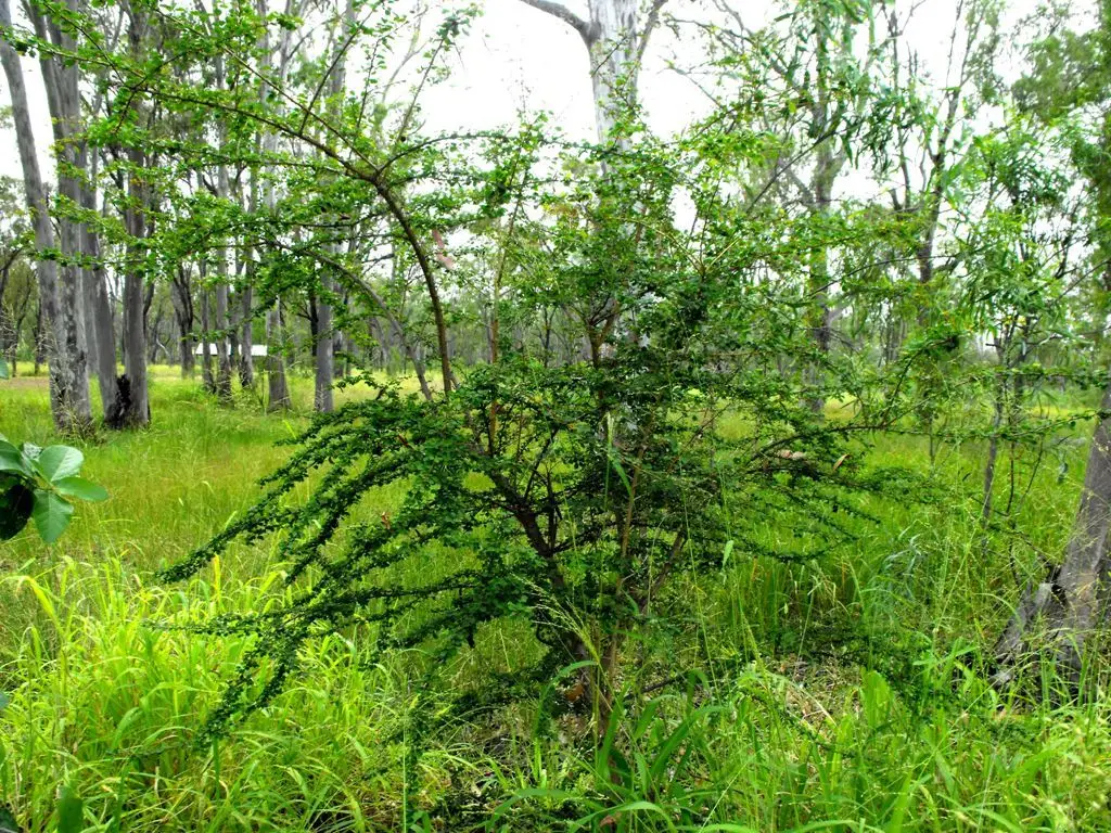 Flueggea leucopyrus / Securinega leucopyrus / Phyllanthus leucopyrus - Indian Snowberry, White Honey Shrub, Bushweed, Cool Pot, Thermacole Plant, Shivano - Image 9