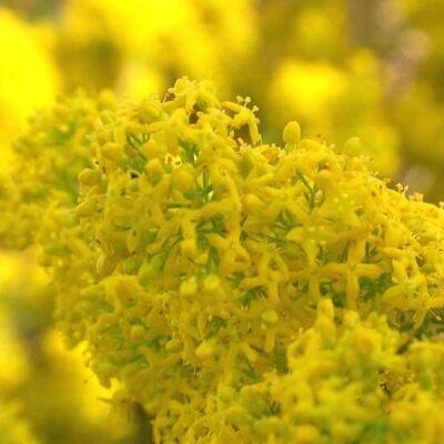 Galium verum subsp. verum - Curd grass, gallium, ladys bedstraw