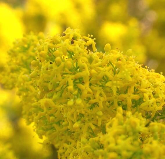 Galium verum subsp. verum - Curd grass, gallium, ladys bedstraw