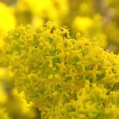Galium verum subsp. verum - Curd grass, gallium, ladys bedstraw