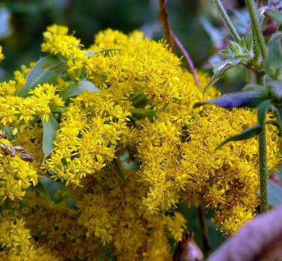 Galium verum subsp. verum - Curd grass, gallium, ladys bedstraw - Image 2