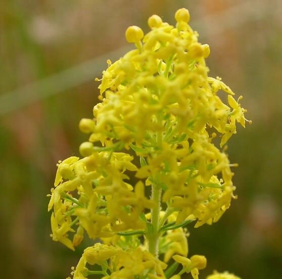Galium verum subsp. verum - Curd grass, gallium, ladys bedstraw - Image 6