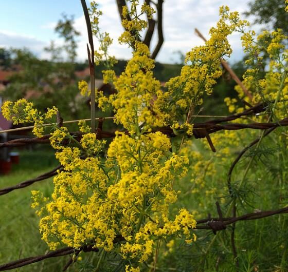 Galium verum subsp. verum - Curd grass, gallium, ladys bedstraw - Image 7