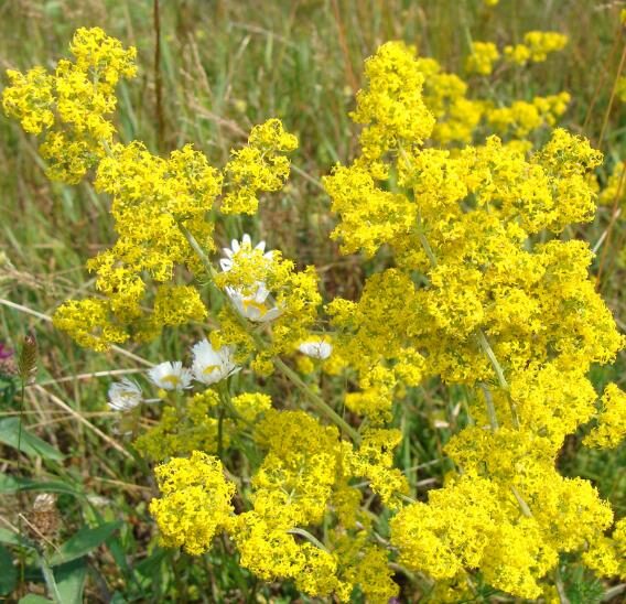 Galium verum subsp. verum - Curd grass, gallium, ladys bedstraw - Image 8
