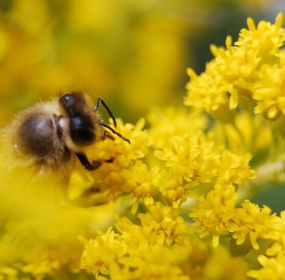 Galium verum subsp. verum - Curd grass, gallium, ladys bedstraw - Image 10