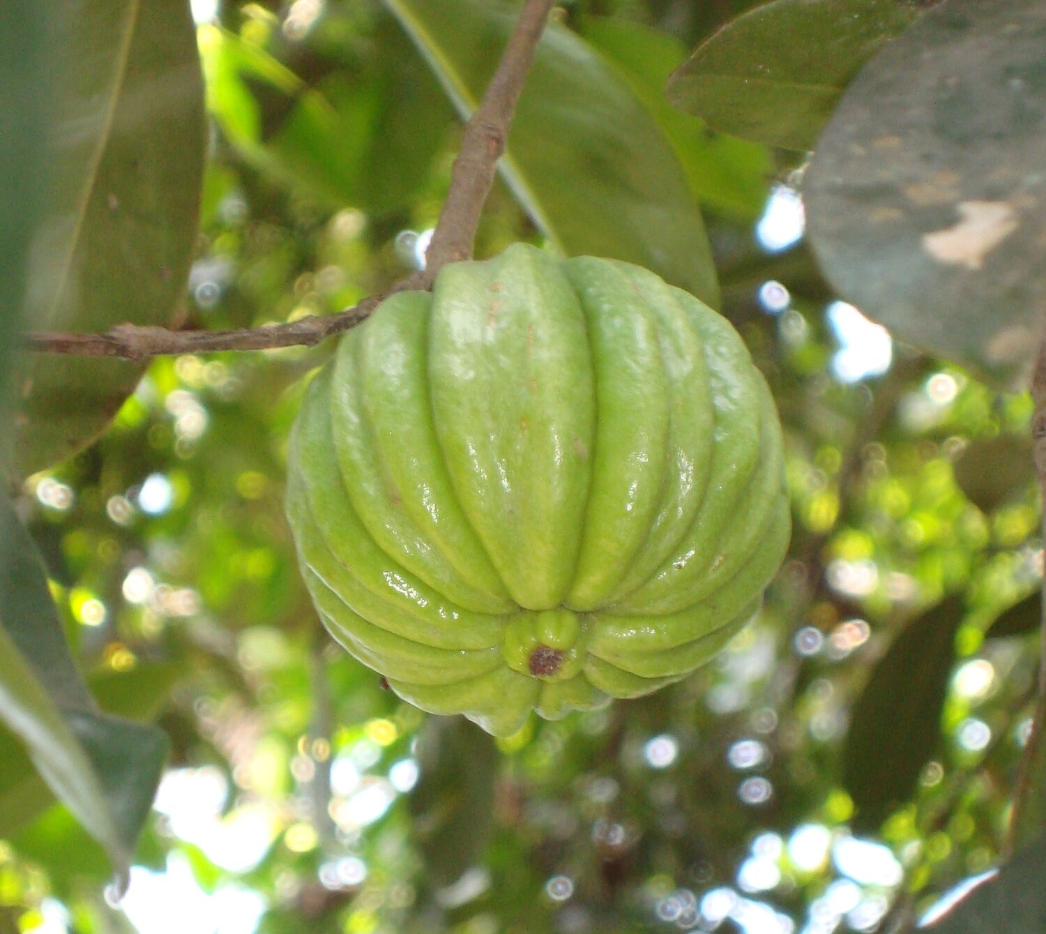 Garcinia gummi-gutta - Garcinia cambogia, Malabar Tamarind, Brindle Berry, Pot Tamarind