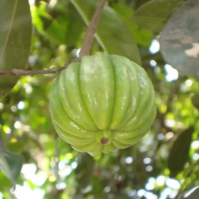 Garcinia gummi-gutta - Garcinia cambogia, Malabar Tamarind, Brindle Berry, Pot Tamarind
