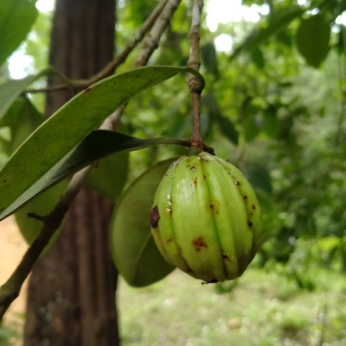 Garcinia gummi-gutta - Garcinia cambogia, Malabar Tamarind, Brindle Berry, Pot Tamarind - Image 3